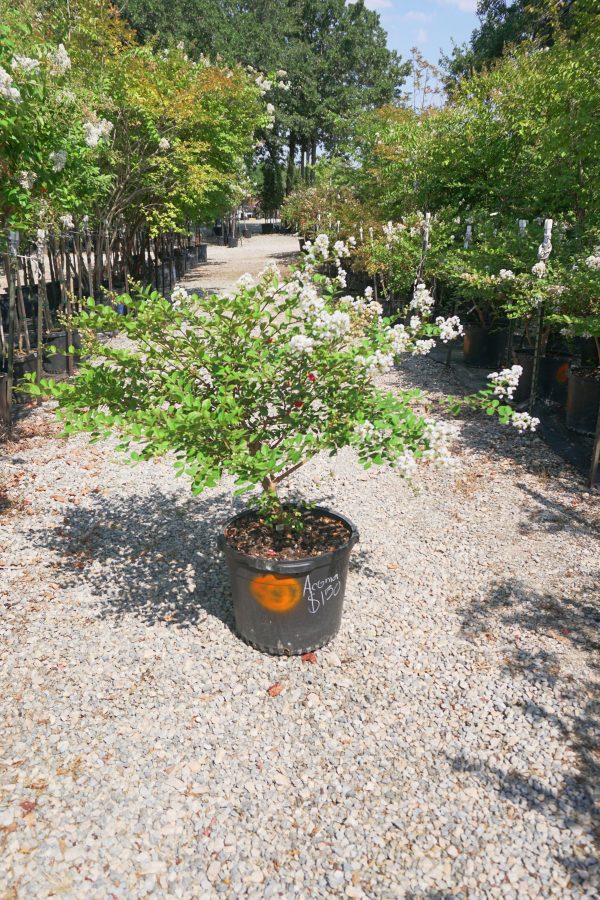 Acoma Crape Myrtle, White - Lagerstroemia Indica x Fauriei   Acoma  Sale