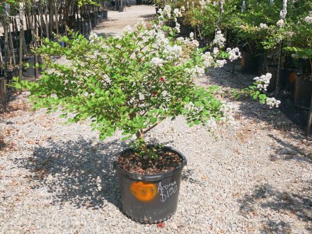 Acoma Crape Myrtle, White - Lagerstroemia Indica x Fauriei   Acoma  Sale