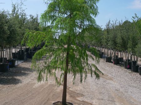 Bald Cypress - Taxodium Distichum Discount